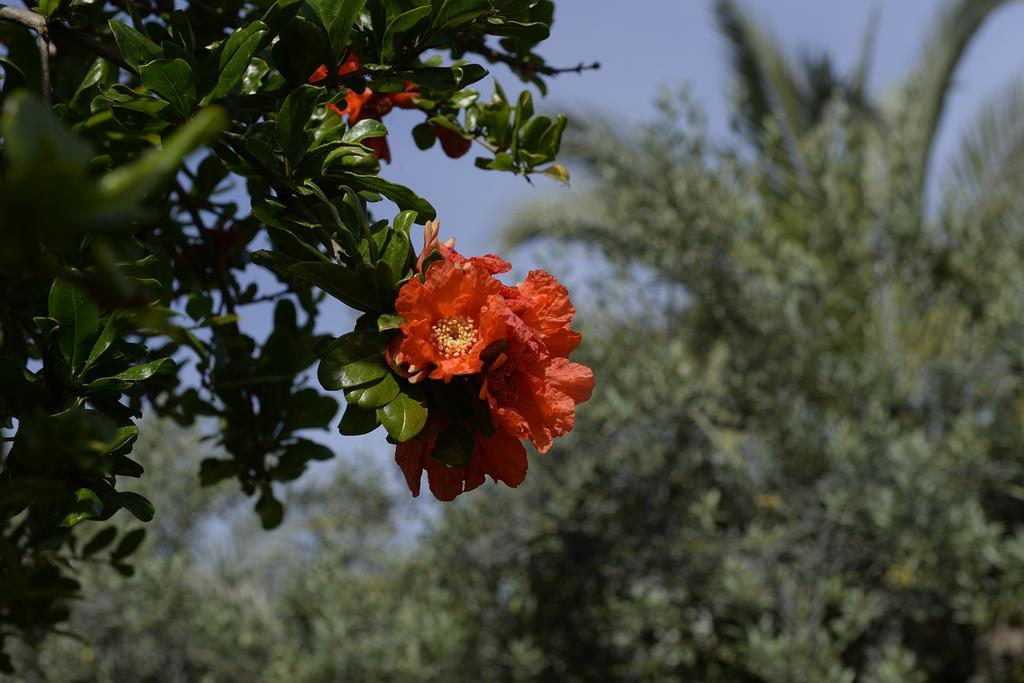 Villa Galati Resort Mascali Εξωτερικό φωτογραφία